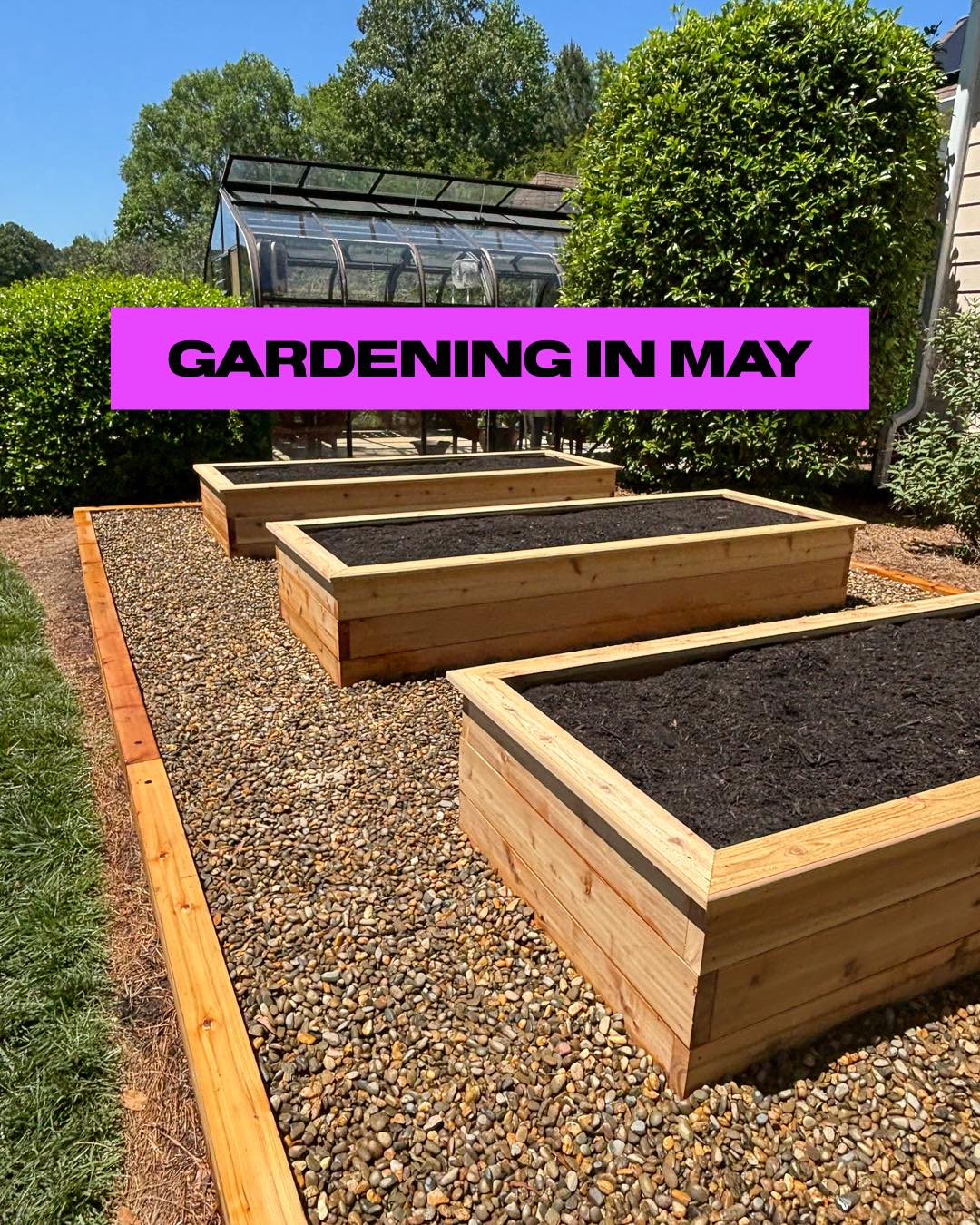 What should we be doing in May?
-plant some more summer crops once the spring harvests are done
-establish a consistent watering schedule. Preferably in the morning or at night
-Harvest and preserve your spring veggies
-plant pumpkins and sweet potatoes
-cure garlic and onions
-stay on top of weeding!
-keep an eye out for pests. Daily inspections can help get ahead of pest problems
#bullcitygardens #bullcity #bullcitync #organicgardening #growyourown #durhamgrows #growfoodnotlawns #garden #vegetablegardening #kitchengarden #homegarden #homestead #familygarden #herbgarden #victorygarden #climategarden #durhamnc #northdurham #southdurham #chapelhillnc #carborronc #hillsboroughnc #raleighnc #ncgrown #apexnc #carync #researchtrianglepark #southerngarden #morrisvillenc #ncgardening