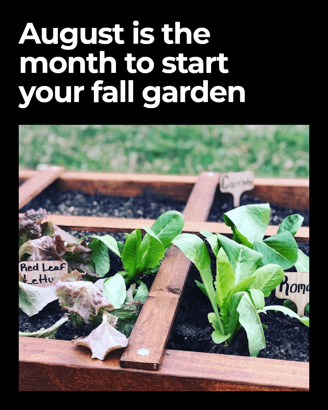 Fall gardening gets easier when you stop overthinking it.
Clear out what is slowing things down.
Plant your cool-season crops.
Feed the soil as you go.
August is the month to get your fall garden ready, and the next cool morning is a good time to start.
Start planting