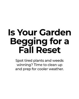Your garden will tell you if it’s ready for a fall reset.
Look for tired growth, crowded beds, and plants that are starting to slow down.
If the weeds are winning and the soil looks worn out, that’s your cue to clean up, add compost, and make room for cooler weather planting.
A quick reset now makes fall feel a lot less chaotic.
Save this for your weekend garden check.
https://bullcitygardens.com